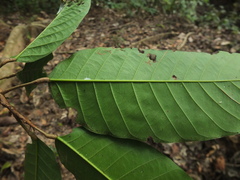 Vateria indica