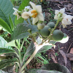 Solanum oblongifolium