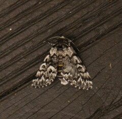 Panthea acronyctoides