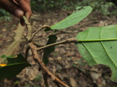 Vateria indica