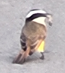 Pitangus sulphuratus