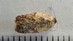 Acleris fragariana