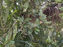 Beilschmiedia tarairi