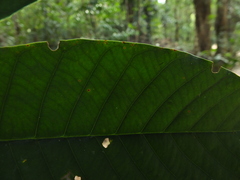 Vateria indica