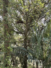 Beilschmiedia tarairi