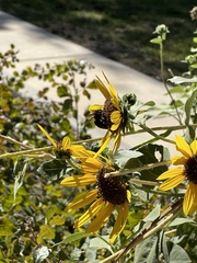 Xylocopa tabaniformis androleuca