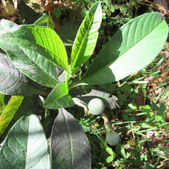 Solanum oblongifolium