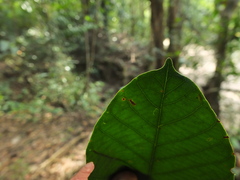 Vateria indica