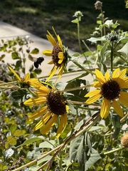 Xylocopa tabaniformis androleuca
