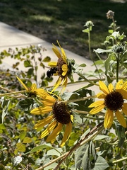 Xylocopa tabaniformis androleuca