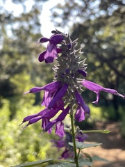 Salvia purpurea