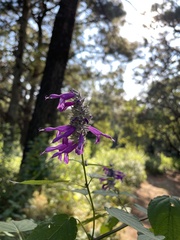 Salvia purpurea