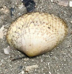 Katelysia rhytiphora