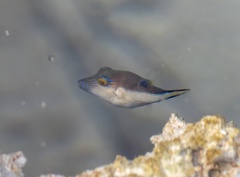 Canthigaster rostrata
