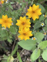 Tagetes tenuifolia