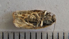 Acleris fragariana