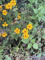 Tagetes tenuifolia