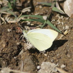Pieris rapae rapae