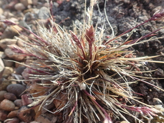 Poa abbreviata