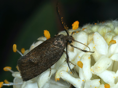 Leistomorpha brontoscopa