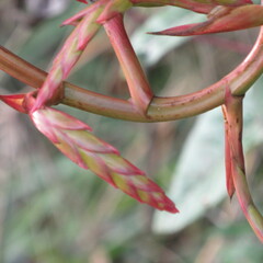 Tillandsia denudata