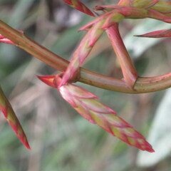Tillandsia denudata
