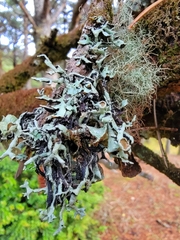 Hypogymnia imshaugii