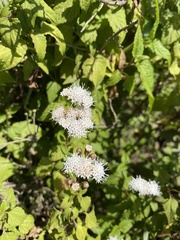 Ageratina glechonophylla