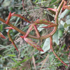 Tillandsia denudata