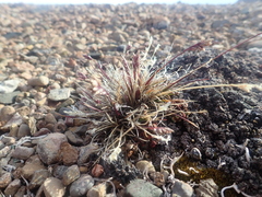 Poa abbreviata