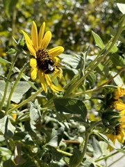 Xylocopa tabaniformis androleuca