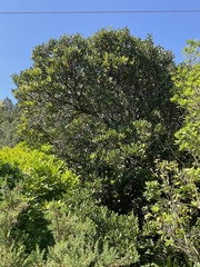 Beilschmiedia tarairi