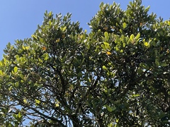 Beilschmiedia tarairi