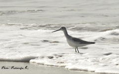 Tringa nebularia