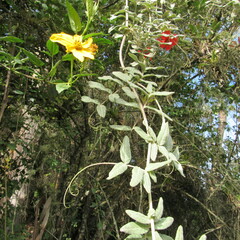 Mutisia clematis