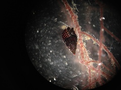 Bittiolum alternatum