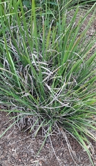 Dietes grandiflora