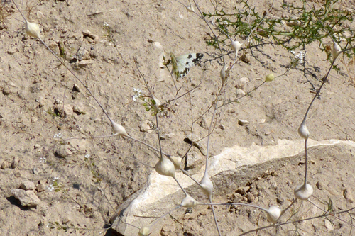 Image of Lepidium vesicarium by (c) Kristof Zyskowski, some rights reserved (CC BY)