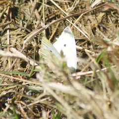 Pieris rapae rapae