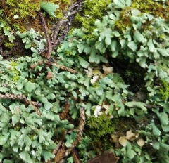 Cladonia peziziformis