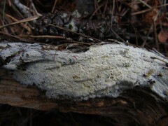 Hyphodontia