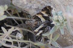 Drasteria sesquistria