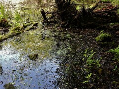Ranunculus flabellaris