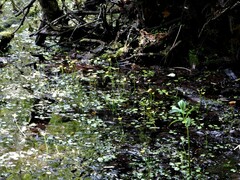 Ranunculus flabellaris