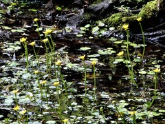 Ranunculus flabellaris
