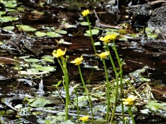 Ranunculus flabellaris