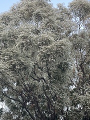 Euphorbia leucocephala