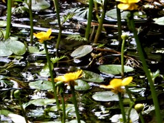 Ranunculus flabellaris