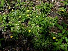 Ranunculus flabellaris