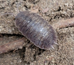 Porcellio dilatatus